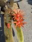 Preview: Cleistocactus winteri